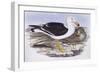 Pacific Gull (Larus Pacificus)-John Gould-Framed Giclee Print