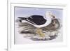Pacific Gull (Larus Pacificus)-John Gould-Framed Giclee Print