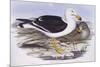Pacific Gull (Larus Pacificus)-John Gould-Mounted Giclee Print