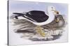 Pacific Gull (Larus Pacificus)-John Gould-Stretched Canvas