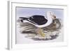 Pacific Gull (Larus Pacificus)-John Gould-Framed Giclee Print