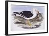 Pacific Gull (Larus Pacificus)-John Gould-Framed Giclee Print