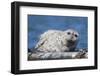 Pacific harbor seal, Sausalito, California, Usa-Roddy Scheer-Framed Photographic Print