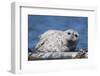 Pacific harbor seal, Sausalito, California, Usa-Roddy Scheer-Framed Photographic Print