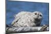 Pacific harbor seal, Sausalito, California, Usa-Roddy Scheer-Mounted Photographic Print