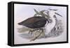 Pacific Heron (Ardea Pacifica)-John Gould-Framed Stretched Canvas