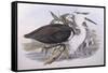 Pacific Heron (Ardea Pacifica)-John Gould-Framed Stretched Canvas