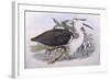 Pacific Heron (Ardea Pacifica)-John Gould-Framed Giclee Print