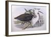 Pacific Heron (Ardea Pacifica)-John Gould-Framed Giclee Print