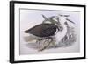 Pacific Heron (Ardea Pacifica)-John Gould-Framed Giclee Print