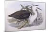 Pacific Heron (Ardea Pacifica)-John Gould-Mounted Giclee Print