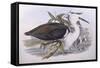 Pacific Heron (Ardea Pacifica)-John Gould-Framed Stretched Canvas