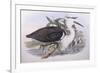 Pacific Heron (Ardea Pacifica)-John Gould-Framed Giclee Print