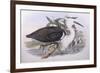 Pacific Heron (Ardea Pacifica)-John Gould-Framed Giclee Print