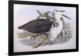 Pacific Heron (Ardea Pacifica)-John Gould-Framed Giclee Print