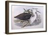 Pacific Heron (Ardea Pacifica)-John Gould-Framed Giclee Print