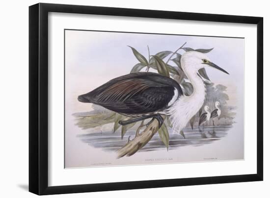 Pacific Heron (Ardea Pacifica)-John Gould-Framed Giclee Print