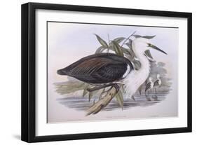 Pacific Heron (Ardea Pacifica)-John Gould-Framed Giclee Print