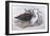 Pacific Heron (Ardea Pacifica)-John Gould-Framed Giclee Print