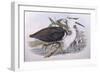 Pacific Heron (Ardea Pacifica)-John Gould-Framed Giclee Print