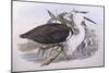 Pacific Heron (Ardea Pacifica)-John Gould-Mounted Giclee Print