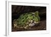 Pacific Horned Frog, South America Range, Ecuador-Pete Oxford-Framed Photographic Print