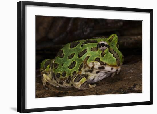 Pacific Horned Frog, South America Range, Ecuador-Pete Oxford-Framed Photographic Print