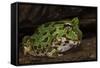 Pacific Horned Frog, South America Range, Ecuador-Pete Oxford-Framed Stretched Canvas