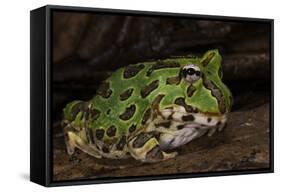 Pacific Horned Frog, South America Range, Ecuador-Pete Oxford-Framed Stretched Canvas