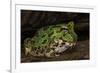 Pacific Horned Frog, South America Range, Ecuador-Pete Oxford-Framed Photographic Print