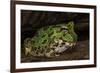 Pacific Horned Frog, South America Range, Ecuador-Pete Oxford-Framed Photographic Print