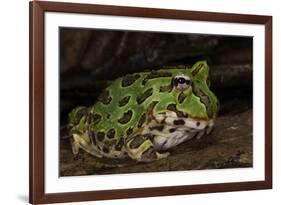 Pacific Horned Frog, South America Range, Ecuador-Pete Oxford-Framed Photographic Print