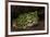 Pacific Horned Frog, South America Range, Ecuador-Pete Oxford-Framed Photographic Print