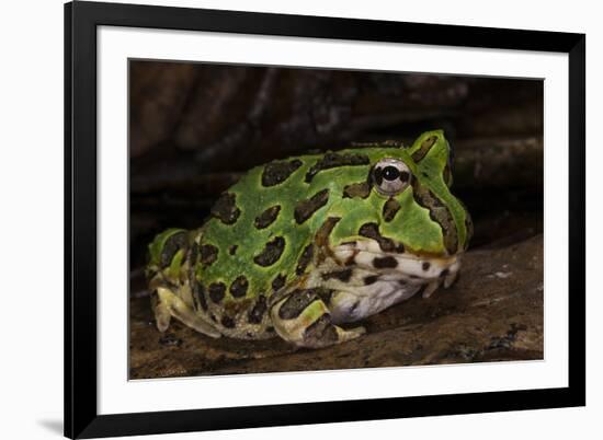 Pacific Horned Frog, South America Range, Ecuador-Pete Oxford-Framed Photographic Print