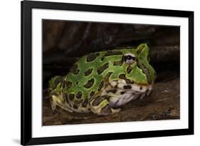 Pacific Horned Frog, South America Range, Ecuador-Pete Oxford-Framed Photographic Print