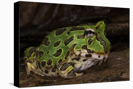 Pacific Horned Frog, South America Range, Ecuador-Pete Oxford-Stretched Canvas