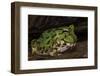 Pacific Horned Frog, South America Range, Ecuador-Pete Oxford-Framed Photographic Print