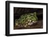 Pacific Horned Frog, South America Range, Ecuador-Pete Oxford-Framed Photographic Print