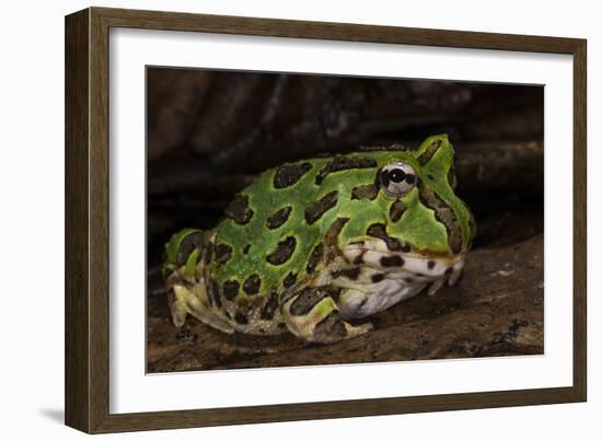 Pacific Horned Frog, South America Range, Ecuador-Pete Oxford-Framed Photographic Print