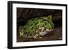 Pacific Horned Frog, South America Range, Ecuador-Pete Oxford-Framed Photographic Print