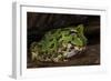 Pacific Horned Frog, South America Range, Ecuador-Pete Oxford-Framed Photographic Print