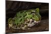Pacific Horned Frog, South America Range, Ecuador-Pete Oxford-Mounted Photographic Print