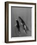 Pacific Islands, Tonga. Mother and Calf, Humpback Whales-Judith Zimmerman-Framed Photographic Print