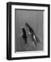 Pacific Islands, Tonga. Mother and Calf, Humpback Whales-Judith Zimmerman-Framed Photographic Print