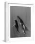 Pacific Islands, Tonga. Mother and Calf, Humpback Whales-Judith Zimmerman-Framed Photographic Print