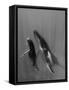 Pacific Islands, Tonga. Mother and Calf, Humpback Whales-Judith Zimmerman-Framed Stretched Canvas