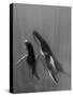 Pacific Islands, Tonga. Mother and Calf, Humpback Whales-Judith Zimmerman-Stretched Canvas