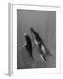 Pacific Islands, Tonga. Mother and Calf, Humpback Whales-Judith Zimmerman-Framed Photographic Print