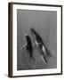 Pacific Islands, Tonga. Mother and Calf, Humpback Whales-Judith Zimmerman-Framed Photographic Print