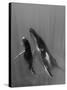 Pacific Islands, Tonga. Mother and Calf, Humpback Whales-Judith Zimmerman-Stretched Canvas